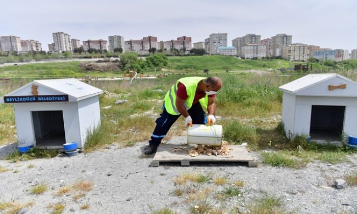 Beylikdüzü Belediyesi sokak hayvanlarını unutmadı