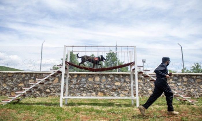 Terörle Mücadelede Jandarmanın En Büyük Desteği ‘Hassas Burunlar’